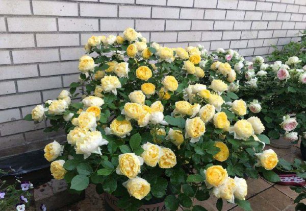 月季花图片大全及简介