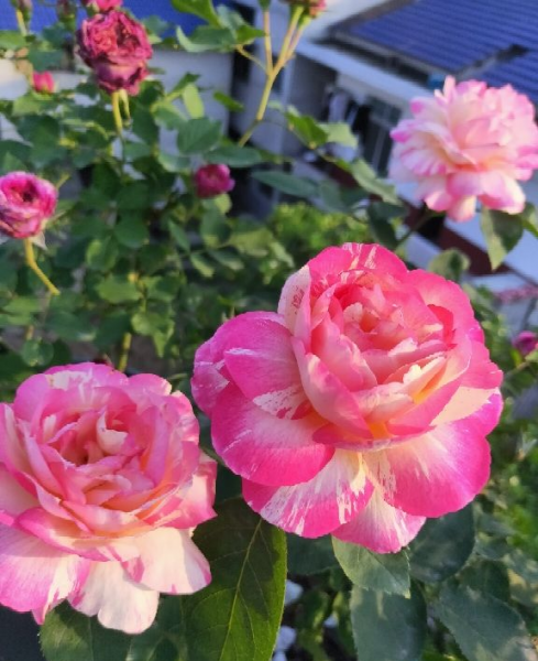 月季花图片大全及简介