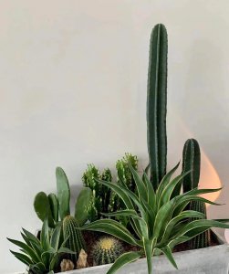 养不死的植物有哪些 有关养不死的植物排名