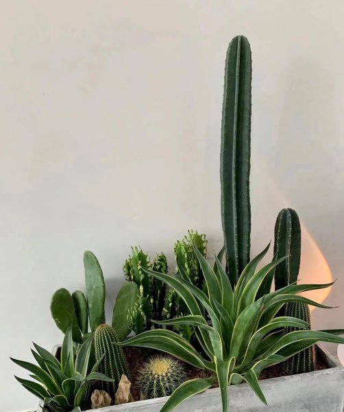 养不死的植物有哪些