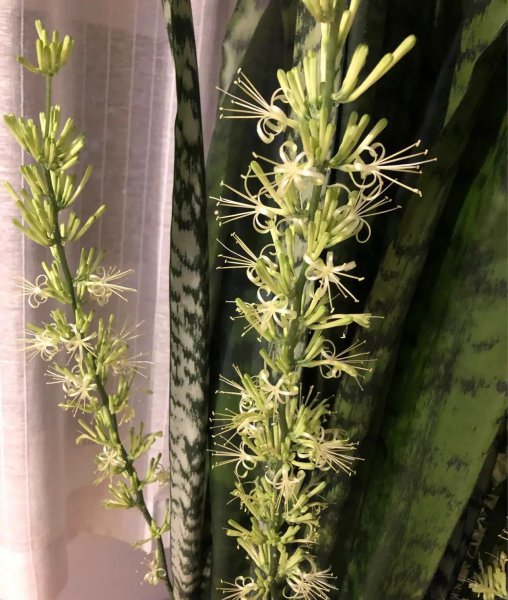养不死的植物有哪些
