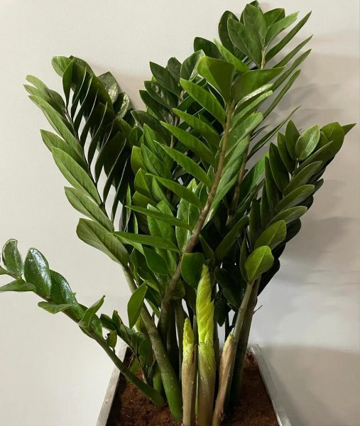 养不死的植物有哪些