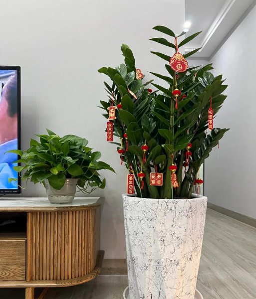 养不死的植物有哪些