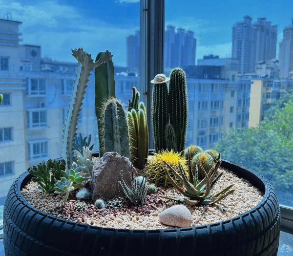 养不死的植物有哪些