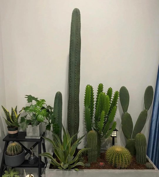 养不死的植物有哪些