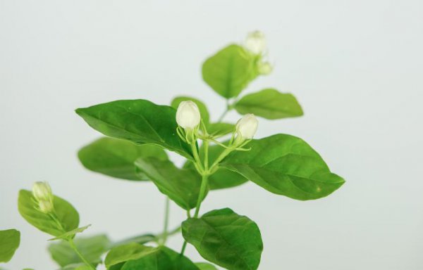 花卉植物怎么进行保温
