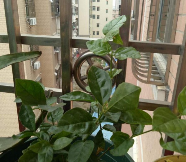 花卉植物怎么进行保温