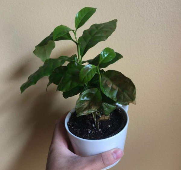花卉植物怎么进行保温