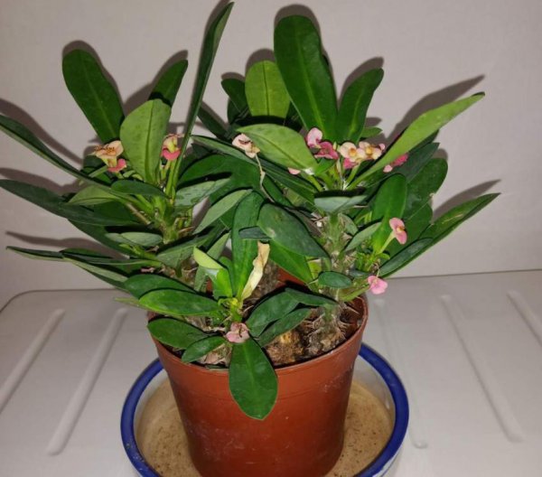 花卉植物怎么进行保温