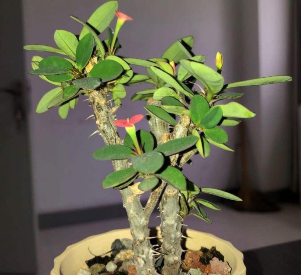 花卉植物怎么进行保温