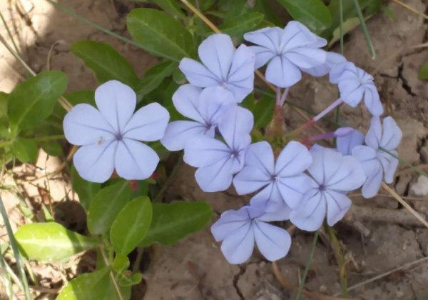 花卉植物怎么进行保温