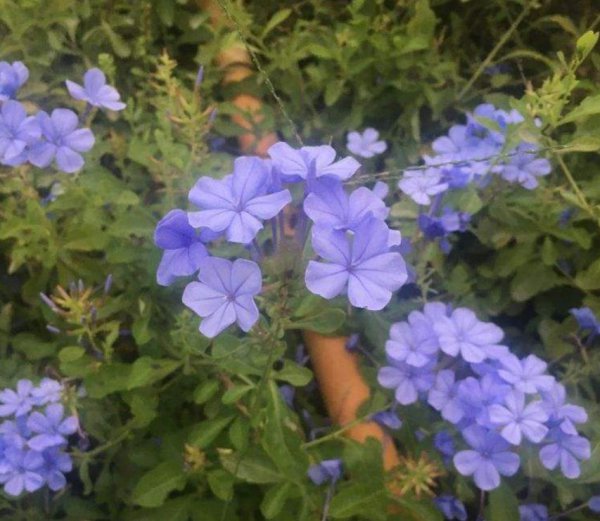花卉植物怎么进行保温