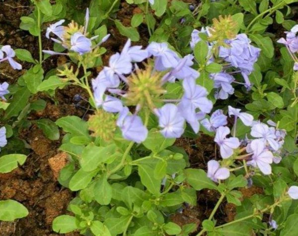 花卉植物怎么进行保温