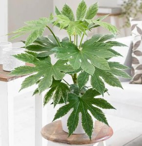 适合领导办公室摆放的绿植盆栽有哪些 总裁办公室放植物推荐