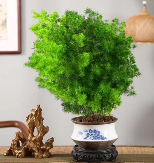 适合领导办公室摆放的绿植盆栽有哪些