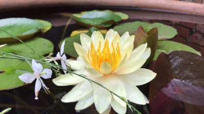 花仙子的品种有几种 春天养夏天开花的2种花仙子推荐