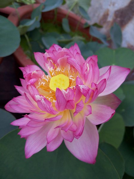 花仙子的品种有几种