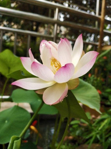 花仙子的品种有几种
