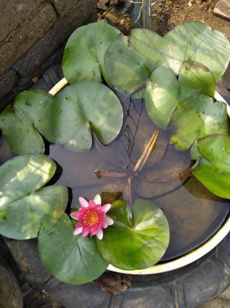 花仙子的品种有几种