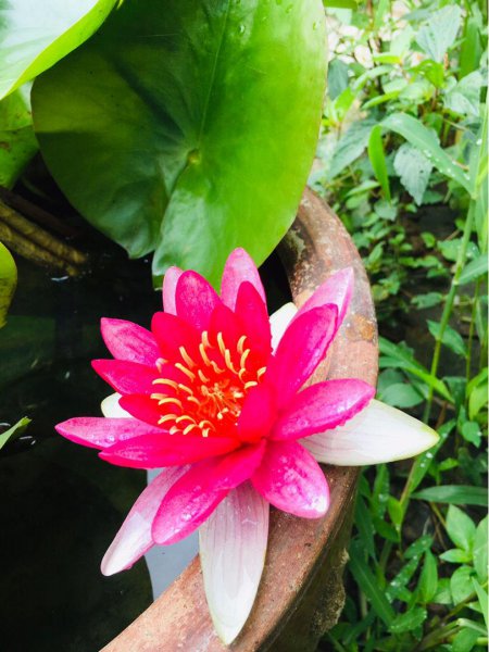 花仙子的品种有几种