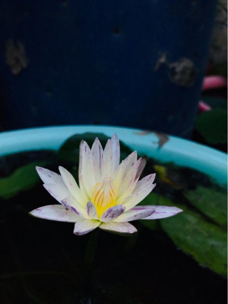 花仙子的品种有几种