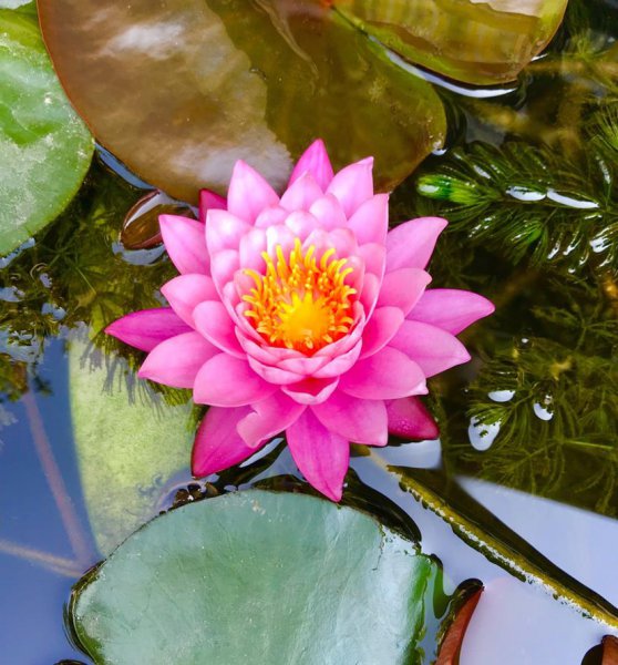 花仙子的品种有几种