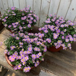4月适合盆栽的花卉有哪些 6种阳台盆栽植物推荐