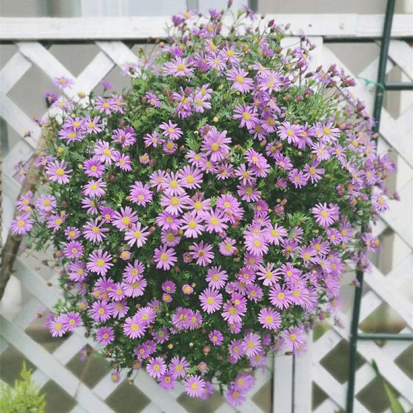 4月适合盆栽的花卉有哪些