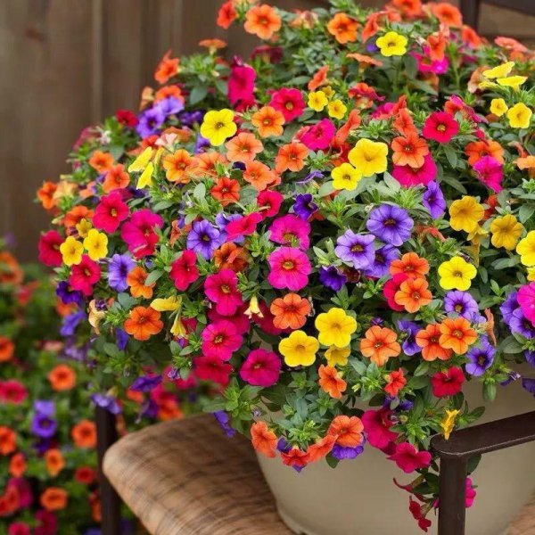 4月适合盆栽的花卉有哪些