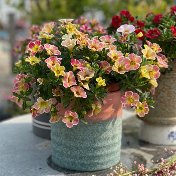 4月适合盆栽的花卉有哪些