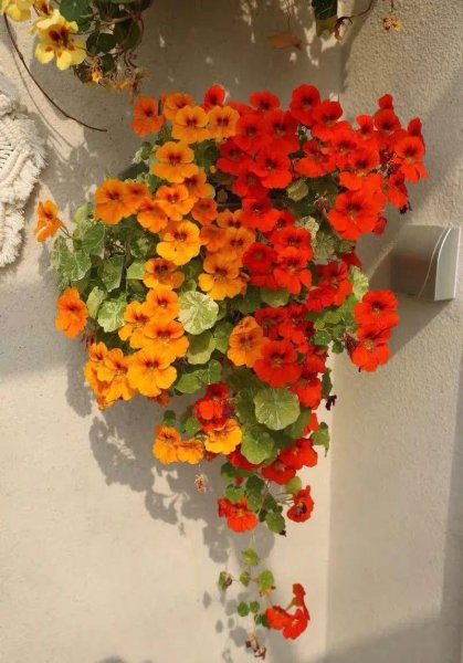 4月适合盆栽的花卉有哪些