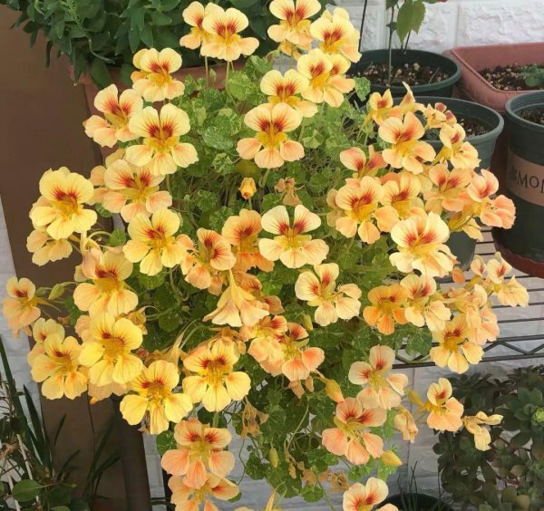 4月适合盆栽的花卉有哪些