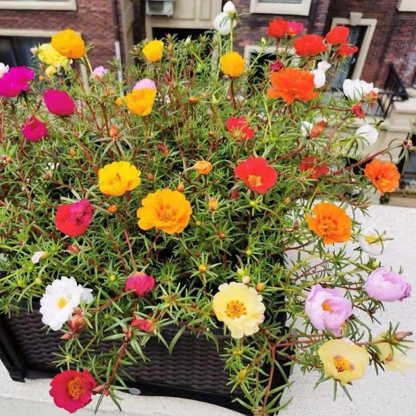 4月适合盆栽的花卉有哪些