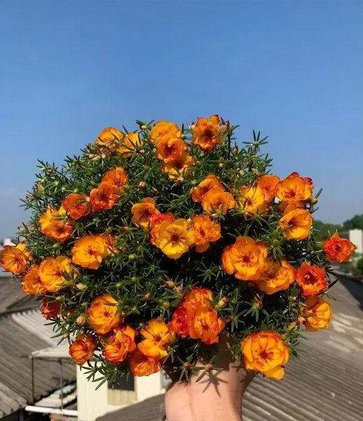 4月适合盆栽的花卉有哪些