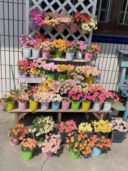 4月适合盆栽的花卉有哪些