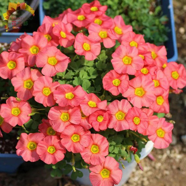 4月适合盆栽的花卉有哪些