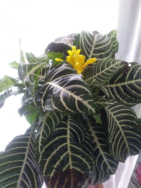 盆栽金脉爵床怎么种植