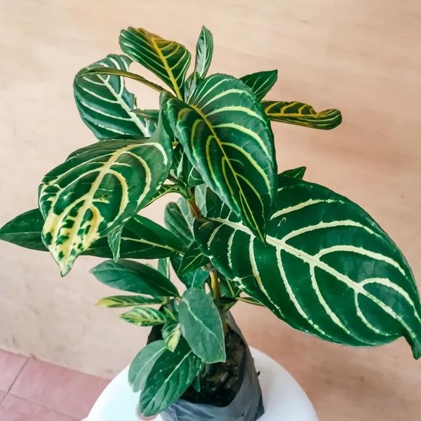 盆栽金脉爵床怎么种植