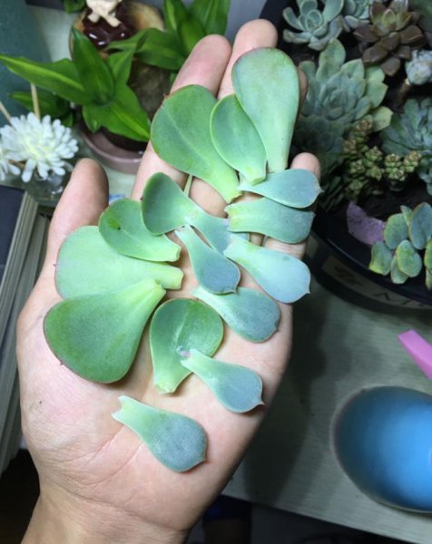 多肉冬天怎么繁殖