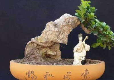 家养榕树有什么好处 盘点榕树八大功效与作用
