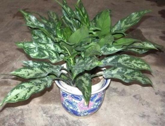 万年青有哪些品种