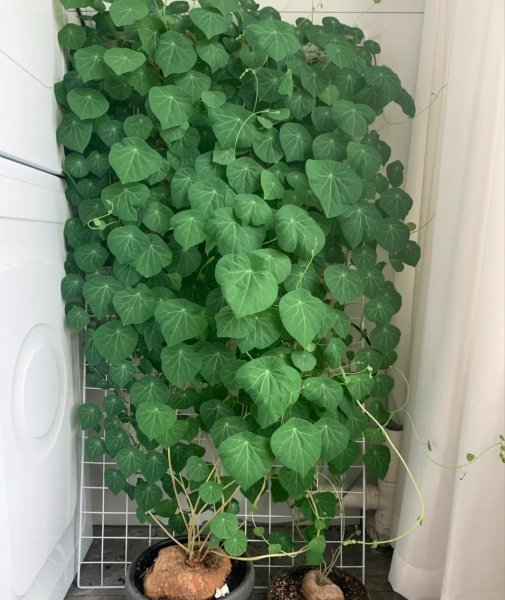 房间小适合养哪些花