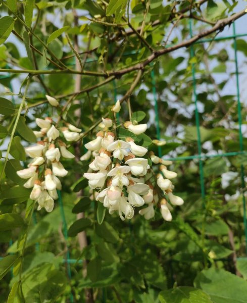 有哪些花能吃的