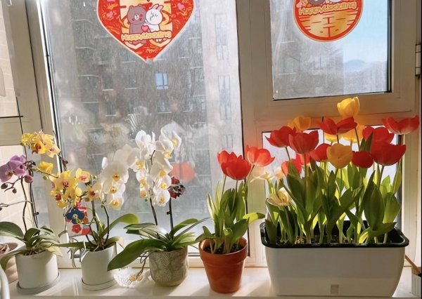 适合盆栽的家庭养殖花卉有哪些