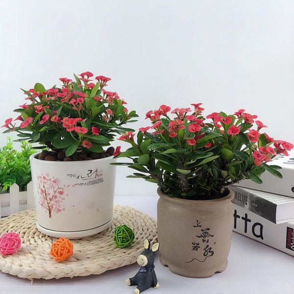 适合盆栽的家庭养殖花卉有哪些