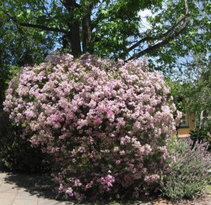 蜡花盆栽怎么养殖 有关蜡花盆栽开花旺盛养护技巧