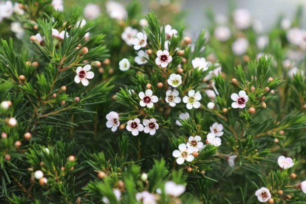 蜡花盆栽怎么养殖