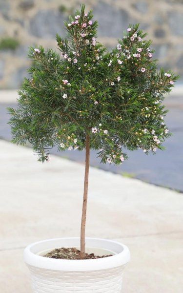 蜡花盆栽怎么养殖