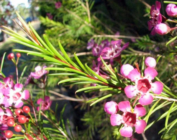 蜡花盆栽怎么养殖