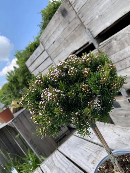 蜡花盆栽怎么养殖